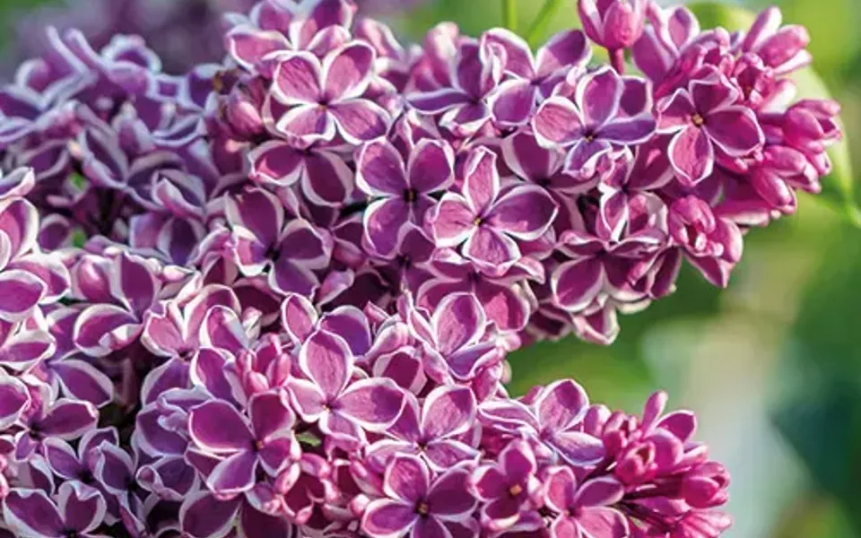 Cover image of post titled: Pietní akce 2025